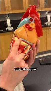 structure of the Heart #heartanatomy #medicalstudent