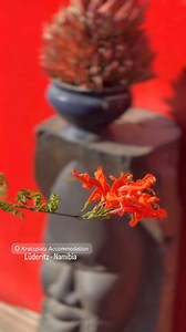 5 comments | Kratzplatz is situated in the centre of town, close to all the wonders that Lüderitz has to offer. Many visitors describe it as a home away from home with individually styled rooms and creative bathroom designs, bearing testimony to the creative flair of its owners. Find Kratzplatz and book direct on the Namibia App (link in Bio) or simply use this link: https://namibia-app.com/listing/accommodation-kratzplatz/ | Namibia App & Travel Guide | Facebook