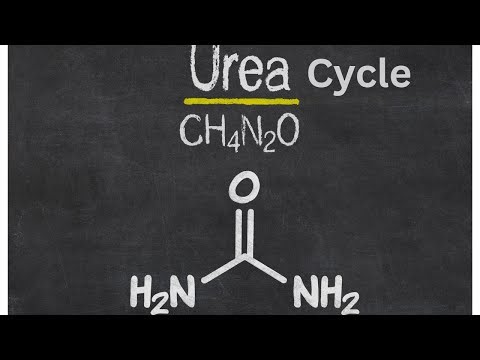 urea cycle