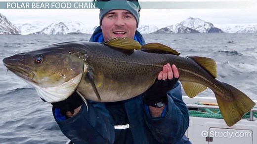 Polar Bear Food Chain | Ecosystem, Importance & Threats