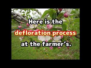【Defloration Process】 When the apple flowers bloom… Beginning of the Defloration Process