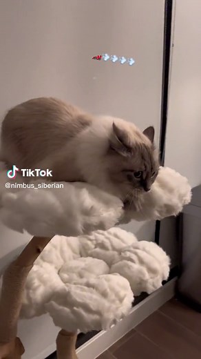 Move out of the way, Nimbus coming through #catsoftiktok #siberiancat #fyp #foryou #viral #cat #zoomies