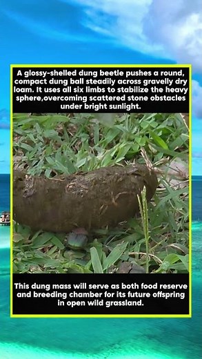 Hardworking Dung Beetle Rolls Dung Ball, Nature’s Tiny Ecological Cleaner #dungbeetle #wildlife