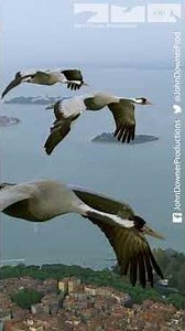 Fly Among Cranes Over Venice #birds #wildlife #venice