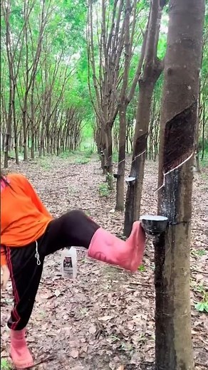 The process of harvesting rubber from rubber trees