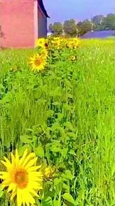 Intercropping |sunflower| wheat| Honeybee|