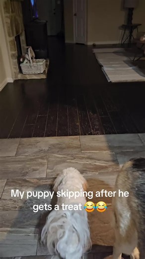 #cavapoo #puppytiktok | puppy skipping