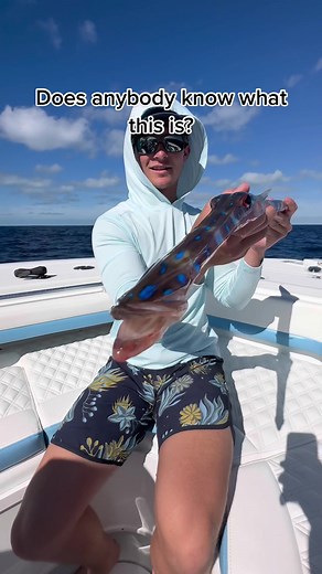 Pretty insane looking fish caught in 400 feet. #fish #fishing #fishtok #offshore #snapper #grouper #boat #animals #wildlife #shark #tuna #mahi #sportfish #bass #hunting