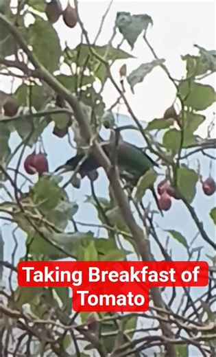 Bird eating tomato l #birds #shortvideo