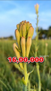 1.6M views · 24K reactions | Tuberose—the flower that smells like...