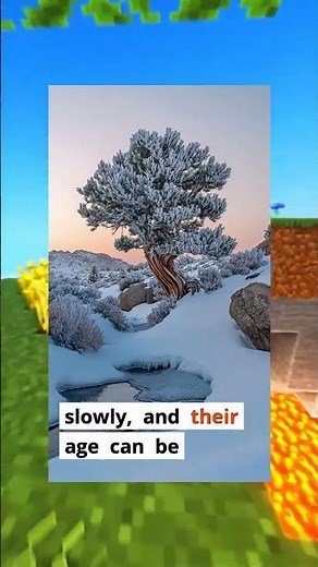 Meet the Ancient Bristlecone Pine: Over 5,000 Years Old!