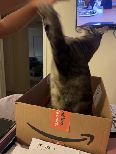 Boxing with my uncle 🥊 Guess who the winner was? #maxkittycat #catsoftiktok #catslovers #catinabox #boxing #catsfans #cats