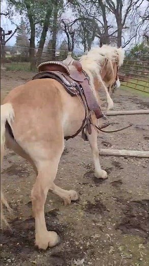 Haflinger mare Mirata cantering in the round pen