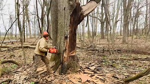 25K views · 355 reactions | In today's (April 18, 2022) firewood video I stopped byone of my supplier Nate's firewood honey hole's to watch his partner Jon fell a larger 75' or so tall standing dead oak tree with his Husqvarna 394XP. The tree had lots of vines tangled in it and with the hickory tree next to it so it was a sketchy dangerous tree felling. | Joe's Premium Firewood | Facebook