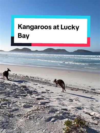 Exploring Lucky Bay: Kangaroos and Stunning Beaches