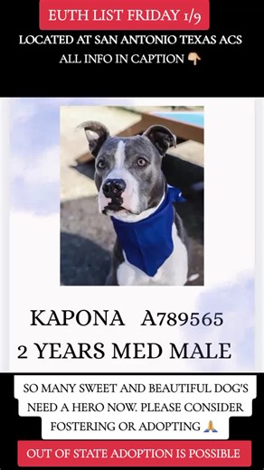 URGENT!🚨SAN ANTONIO, TX. TO BE KILLED (on the EUTHANASIA LIST FRIDAY/JANUARY/8TH‼️ 🆘 NEEDS PLACEMENT HOLD BY 12PM. If you can help these babies, PLEASE don’t wait. Consider FOSTERING TO SAVE A LIFE if you can’t adopt….local and TX fosters especially needed. To get all information about any Dog you see, please go to San Antonio Texas ACS Website, and put in Dogs ID number. OUT OF STATE ADOPTION IS POSSIBLE. PLEASE MESSAGE OR COMMENT ON THIS POST IF INTERESTED IN FOSTERING OR ADOPTING. YOU CAN A