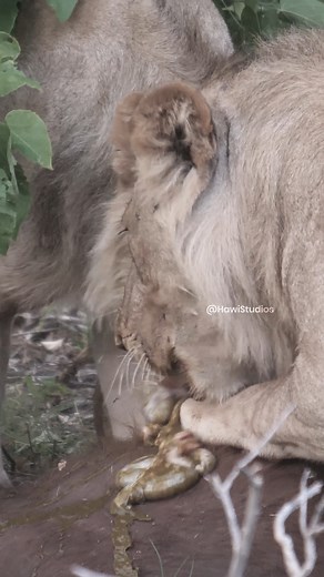 10M views · 34K reactions | Lions Feast Wincent aBANx #wildlife #nature #lion | HAWI Studios | Facebook