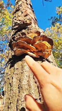 Wood fungus Mushroom "chicken of the woods" #civilogy