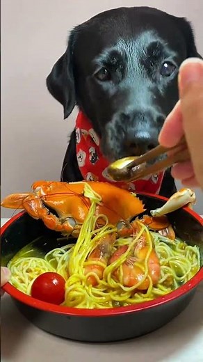 What REALLY Happens When You Feed Your Dog RAW Food