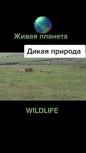 #дикаяприрода #живая_планета🌐 #хищник #животные #шкафандрчеллендж