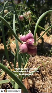 18K views · 28K reactions | The Egyptian walking onion is so cool!...