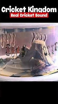 Real Cricket Sounds | Relaxing Nature Ambience Anytime, Anywhere