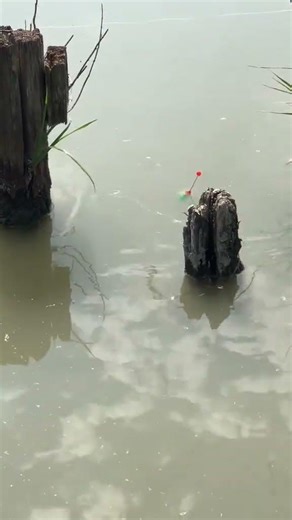 Fish Didn’t See This Coming 😱🐟 #shorts #youtubeshorts #fishhunting #fishcatch