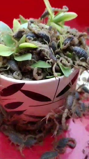 Exploring Brown Scorpions in a Ceramic Bowl