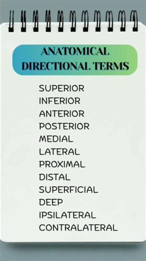 ‎Anatomical Directional Terminologies#anatomy #shortsfeed#viral#science#fyp#humanbody#terminologies