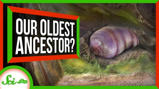 This worm-y critter is (probably) our oldest ancestor | SciShow News