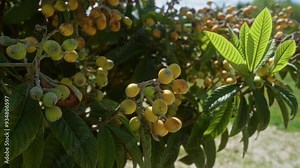 Loquat fruits, also known as eriobotrya japonica, hang on a tree in puglia, italy, displaying their ripening yellow-orange hues amid vibrant green foliage.