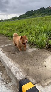 One year without the fluffiest soul who brought endless smiles — not just to me, but to so many. 🐶💫 You had a gift for brightening even the darkest days, just by being your adorable self. I hope you’re still making everyone smile up in dog heaven. Keep watching over us, my little star. We miss you more than words can say. You will always have a piece of our hearts 💛🐾 #OneYearWithoutYou | Chowder the Bear Dog