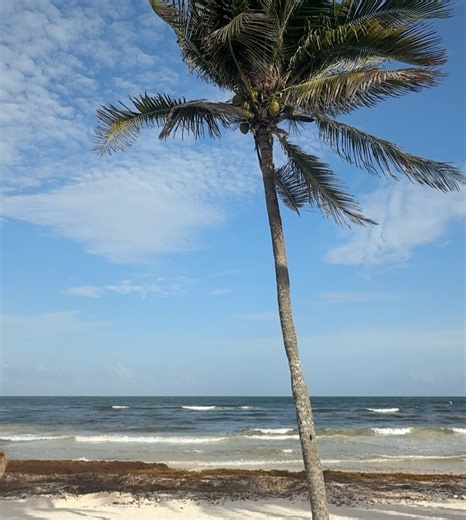 113 reactions | Sophia Bush on Reels | Facebook