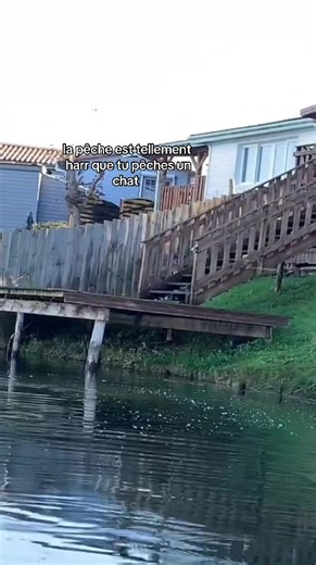 La pêche et les chats : Une aventure inattendue