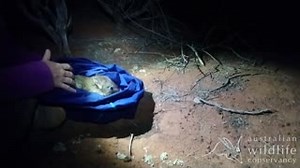 3.2K views · 247 reactions | Predation by feral cats and foxes has...