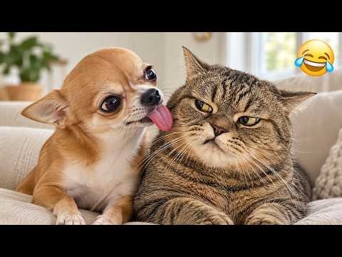 😂 Try Not to Laugh! 🐱 Crazy Cat Videos 2026 | Funniest Fails & Hilarious Reactions