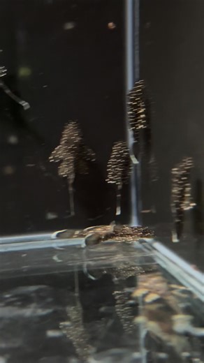 2.8K views · 38 reactions | PEPPERMINT BRISTLENOSE Back In Store  | A1 Tropicals | Facebook