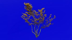 Download Tree animation loop - mountain maple, dwarf maple, moose maple, white maple - acer spicatum - green screen chroma key - small 1a - autumn fall for free