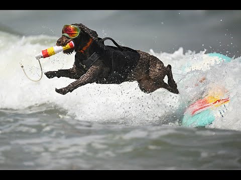 World Dog Surfing Championship 2024
