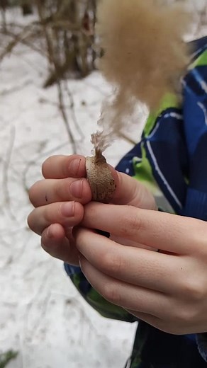 Exploring Unique Natural Textures in Snowy Forests