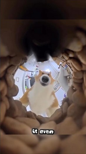 How dogs eat in 360 degree camera 📸 #youtubeshorts #shorts