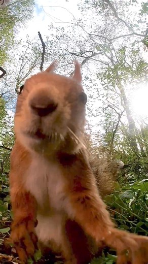 2.9M views · 217K reactions | Sunny Spring Portrait: Stand tall for your picture, Mr. Squirrel, and enjoy the beautiful day! | Squirrels by Fotoscenen | Facebook