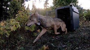 17K views · 181 reactions | WOLVES RELEASED: Wildlife officials released two Minnesota wolves at Isle Royale National Park. It's part of an multi-year effort to restore the predator population on the island, which is currently overrun with moose. MORE: https://bit.ly/2NJWYBU Video Courtesy: National Park Service | Fox 9 | Facebook