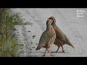 Red-legged Partridge in the Algarve | Portugal Wildlife