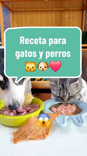 Receta saludable para perritos y gatitos 🐶🐱