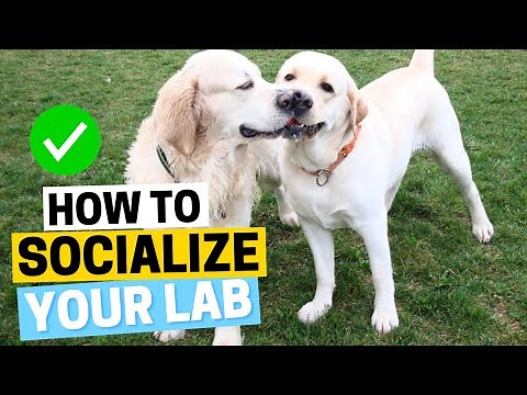 How to Socialize your Labrador - THE RIGHT WAY?