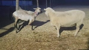 442K views · 1.1K reactions | I am the Ringmaster of Chaos (and the...