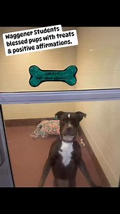 Waggener students bring shelter dogs positive affirmations. I absolutely LOVE these & hope they bring more soon. #YourCityShelter | Louisville Metro Animal Services
