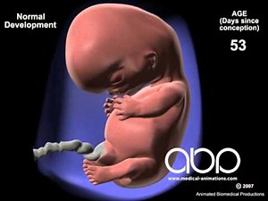 Fetus Development
