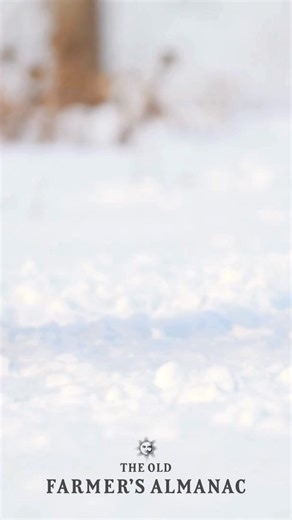 24K views · 179 reactions | Day 2 of The 2025 Old Farmer’s Almanac Great Winter Weather Reveal includes the forecast for all of the central U.S.—from TEXAS traveling north up the Great Plains into ILLINOIS and MICHIGAN. Find the details at ALMANAC.COM/WINTER! 略 | The Old Farmers Almanac | Facebook